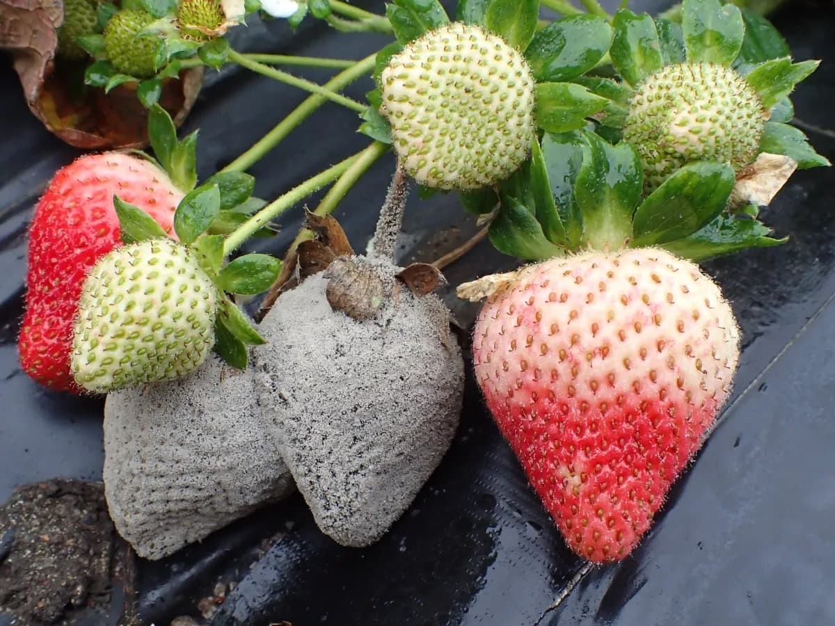 Botrytis fruit rot destroying crops