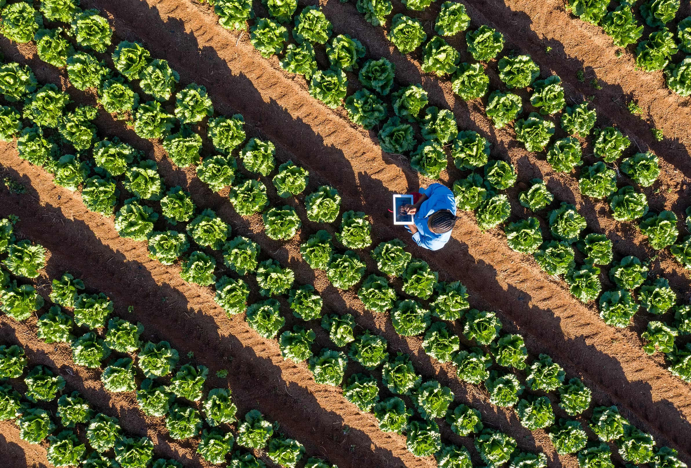 Healthy crops protected by HyphaWolf