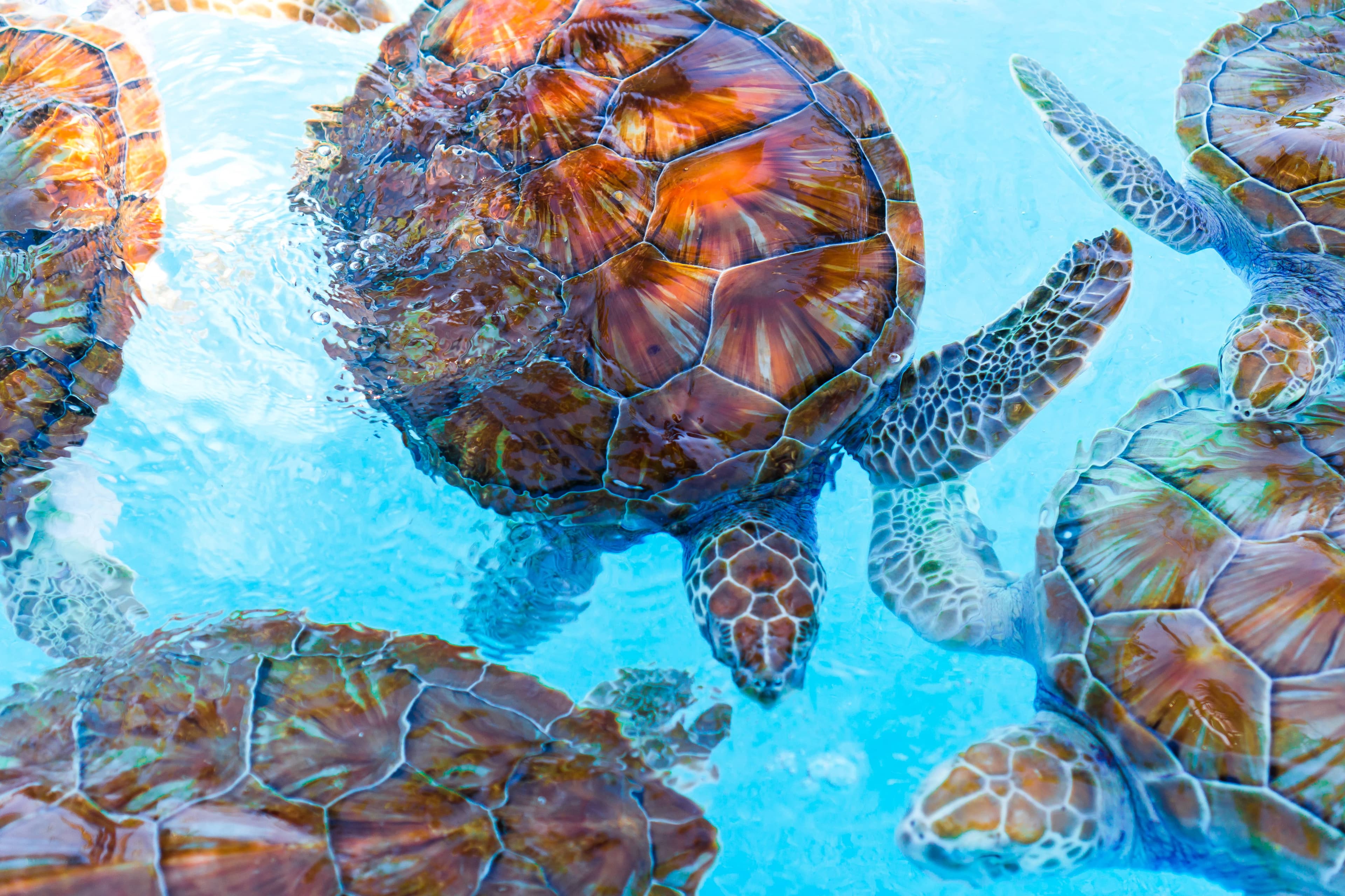 Sea turtles in clean water